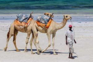 Diani Beach: Het paradijselijke strand in Kenia