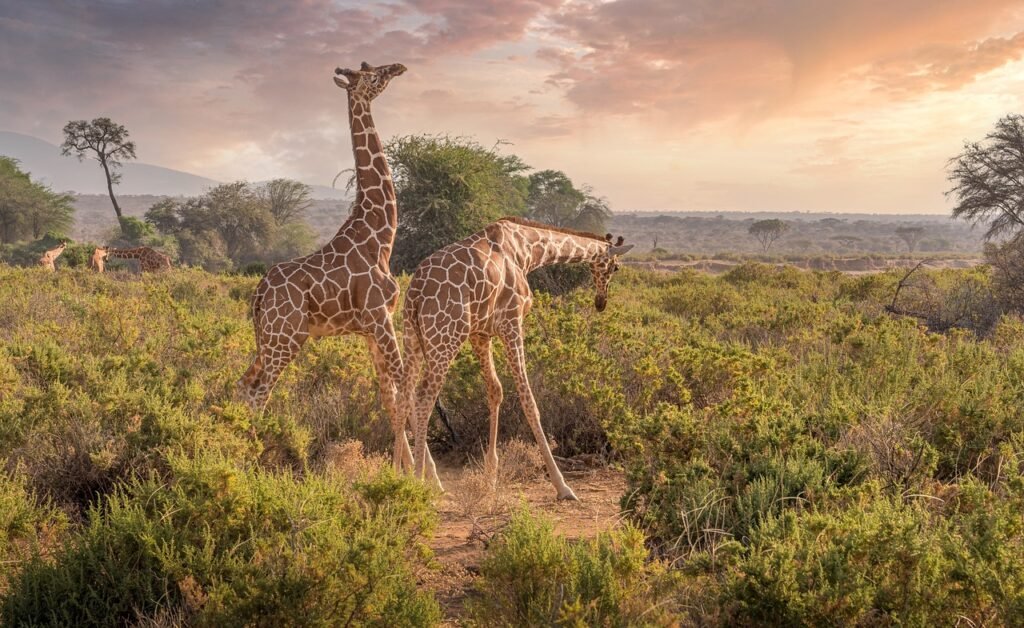Nationale parken in Kenia