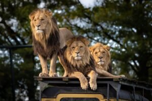 kenia safari blog