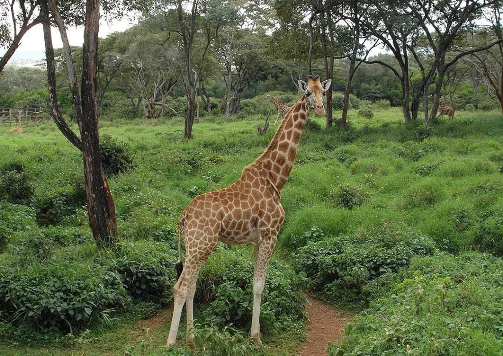 Giraffe Centre in Kenia