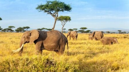 Safari Kenia Highlights