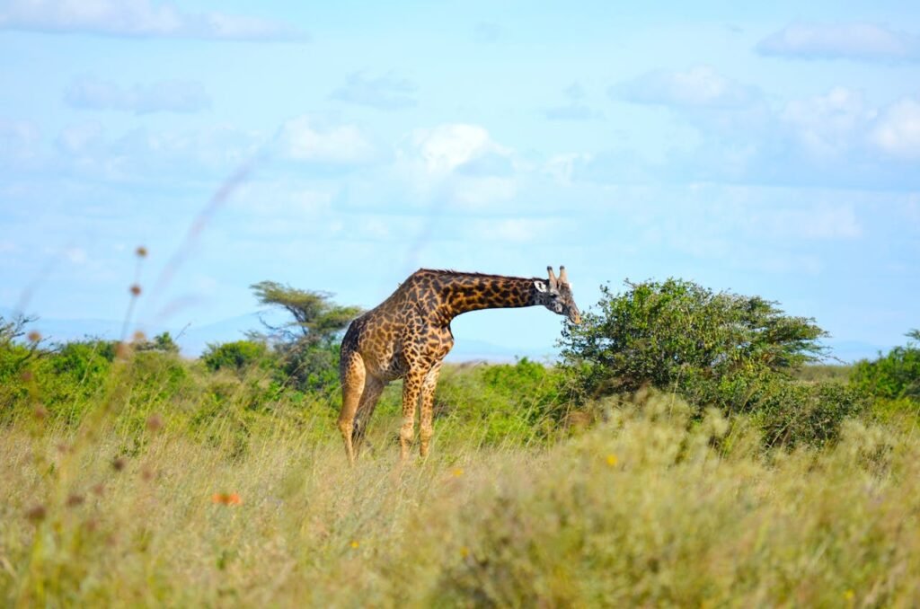 Safari reizen kinderen giraffe