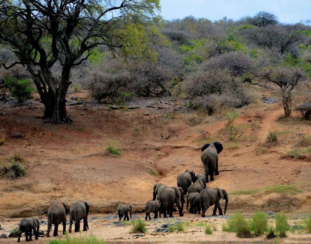 Safari reizen kinderen natuur