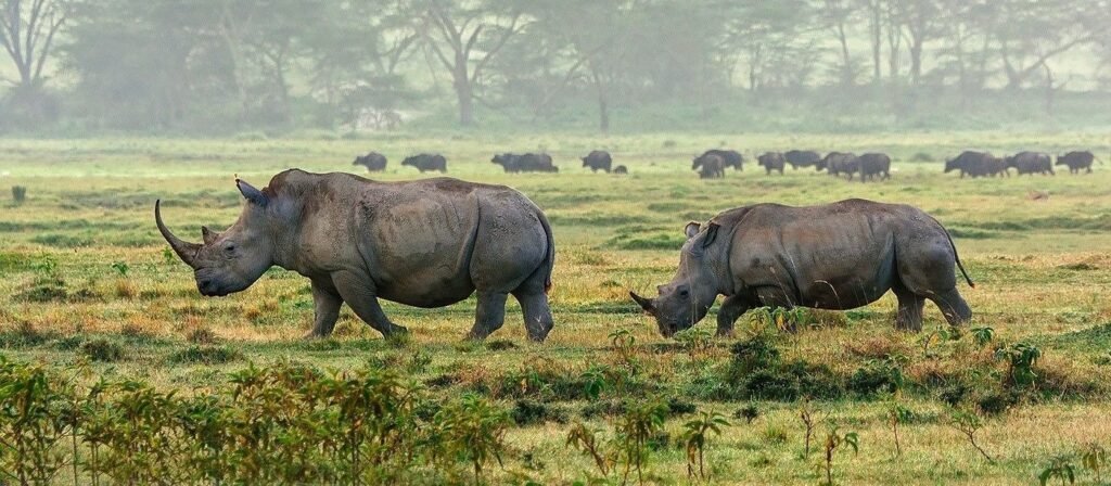Safari reizen national park kinderen kenia