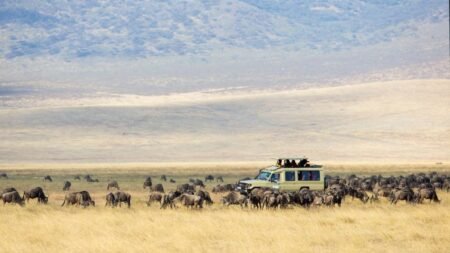 Wildlife Experience Kenia & Tanzania