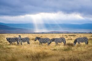 Safari reizen voor kinderen in Kenia