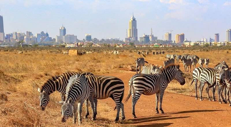 Het Nairobi National Park Kenia
