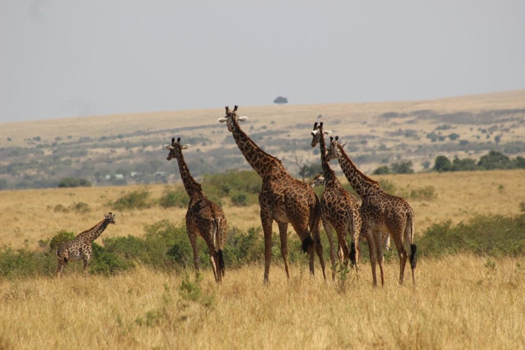 Safari Kenia
Kenia: ondek de magische charme van Afrika 