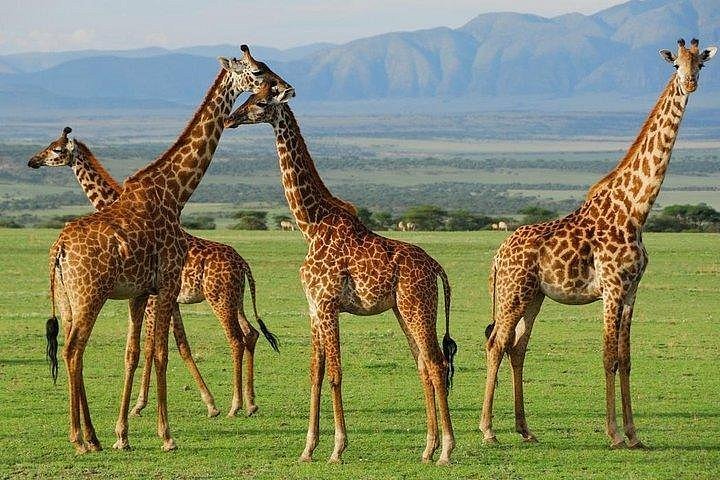 Giraffe centre Kenia 