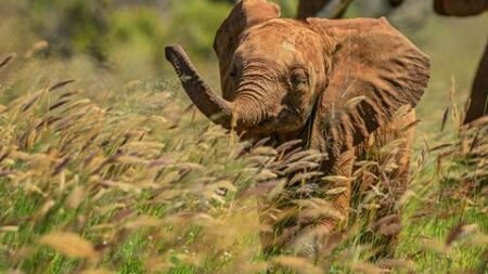 9 daagse safari Tsavo & Taita